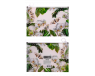 Folder on ZIP ORCHID white BM 3965-12   - foto  2